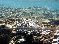 Fistularia commersonii