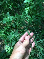 Muhlenbergia tenuiflora
