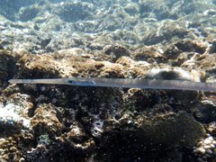 Fistularia commersonii