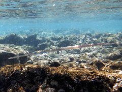 Fistularia commersonii