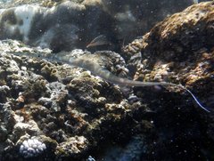 Fistularia commersonii