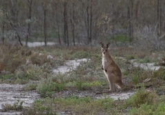 Macropus