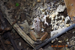 Limnonectes microdiscus