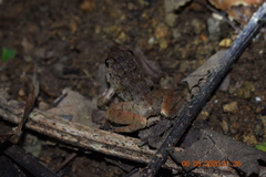 Limnonectes microdiscus