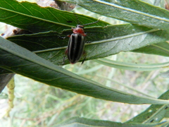 Disonycha latiovittata