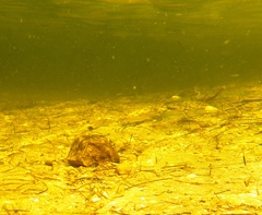 Sillaginodes punctatus