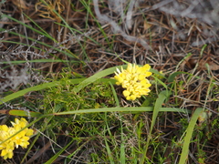 Isopogon sphaerocephalus