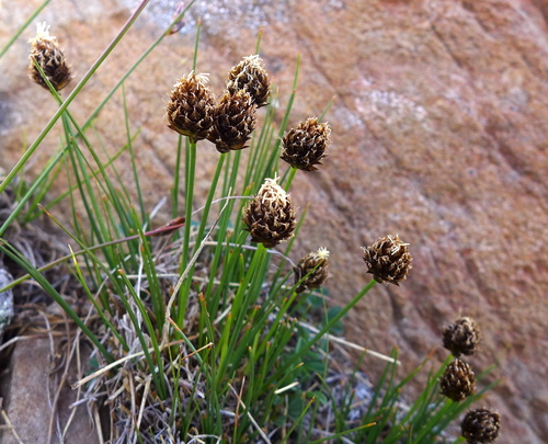 Carex engelmannii