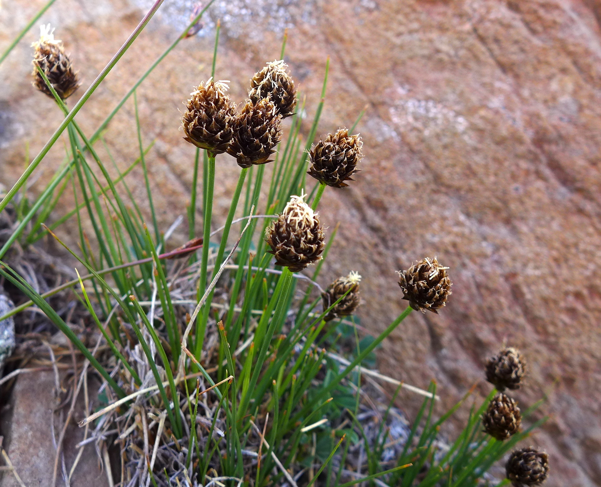 Carex engelmannii