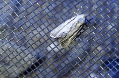 Catabenoides