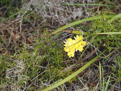 Isopogon sphaerocephalus
