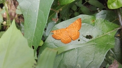 Emesis mandana