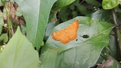 Emesis mandana