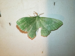 Geometra papilionaria
