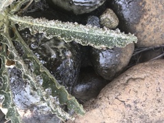 Mentzelia laevicaulis