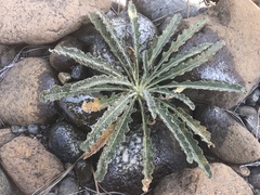 Mentzelia laevicaulis