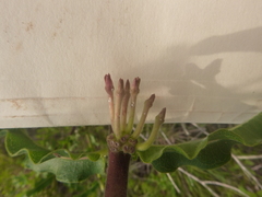 Asclepias obovata