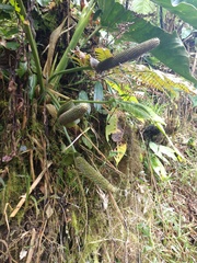 Anthurium ranchoanum
