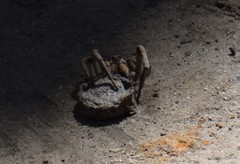 Portacosa cinerea