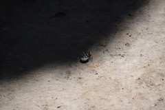 Portacosa cinerea