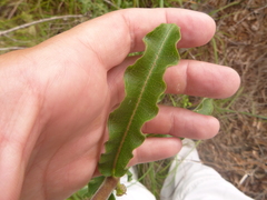 Asclepias obovata
