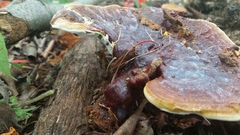 Ganoderma