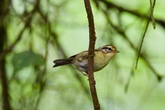 Schoeniparus castaneceps