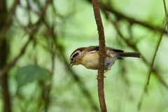 Schoeniparus castaneceps