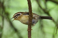 Schoeniparus castaneceps