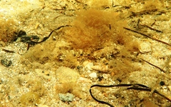 Favonigobius lateralis
