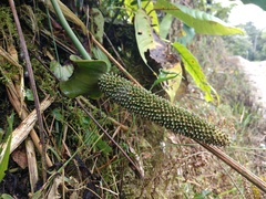 Anthurium ranchoanum