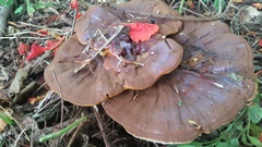 Ganoderma