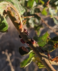 Disholcaspis mellifica