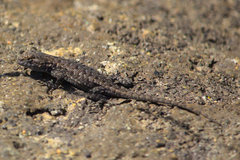 Sceloporus occidentalis taylori