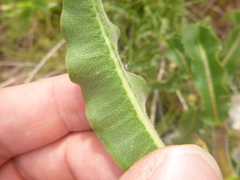 Asclepias obovata