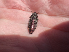 Buprestis confluenta