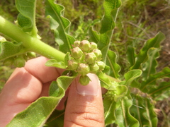 Asclepias obovata