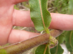 Asclepias obovata