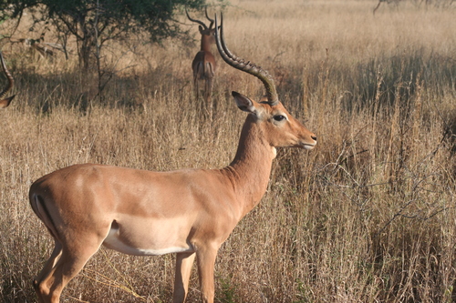 Impala, photo 5 of 10