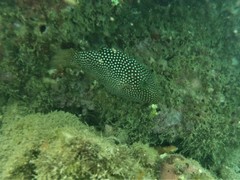 Canthigaster punctatissima