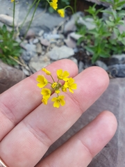 Draba hispida