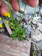 Draba hispida