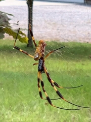 Araneae