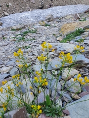 Draba hispida