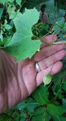 Schizopepon bryoniifolius