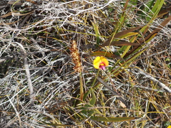Isotropis cuneifolia