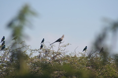 Corythaixoides concolor concolor