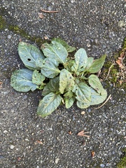 Prunella vulgaris vulgaris