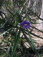 Solanum vescum