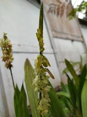 Pholidota ventricosa